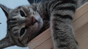 吃瓜的小兽,揭秘娱乐圈那些不为人知的幕后故事