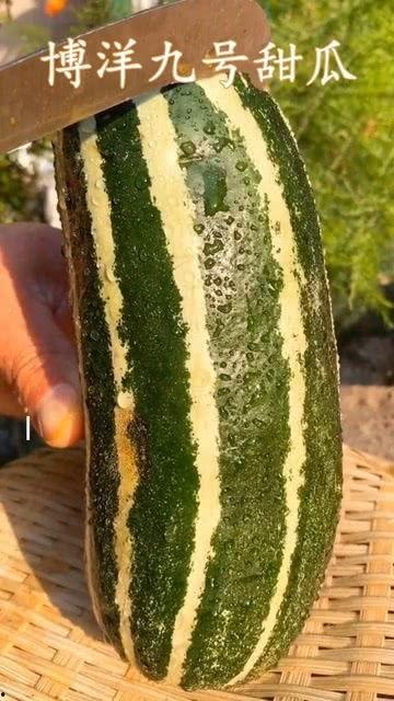 大棚瓜熟了有吃瓜的吗,大棚里的甜蜜时光