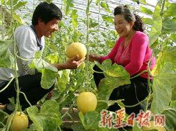 大棚瓜熟了有吃瓜的吗,大棚里的甜蜜时光