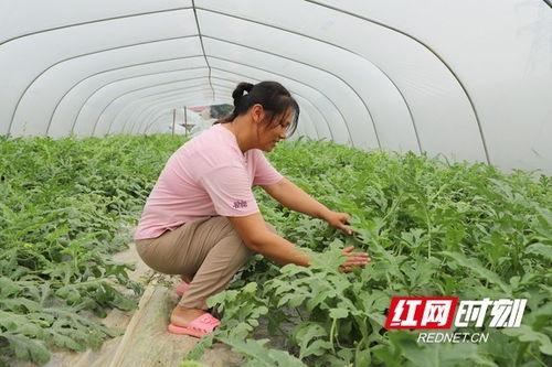 大棚瓜熟了有吃瓜的吗,大棚里的甜蜜时光