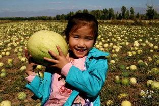 额敏县吃瓜,探寻新疆瓜乡的独特魅力