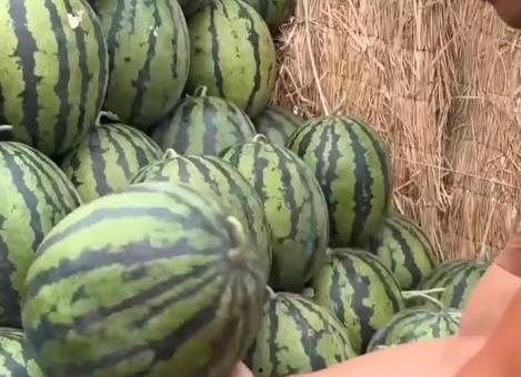 pero全队吃瓜,揭秘电竞圈幕后趣闻