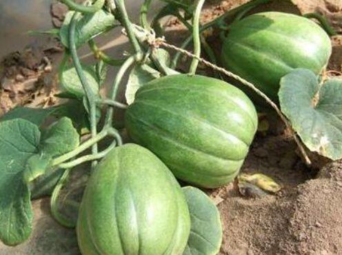 吃最香的瓜,吃最香的瓜，品味生活甘甜