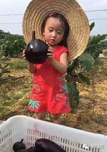 安静的吃瓜球球,球球悠然共享美食时光