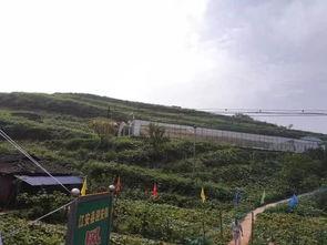 保定徐水吃瓜事件,一场网络热议背后的真相与反思