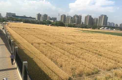 保定徐水吃瓜事件,一场网络热议背后的真相与反思