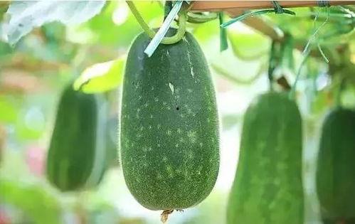 吃的瓜都有多少样的瓜,探寻各式瓜果的丰富世界