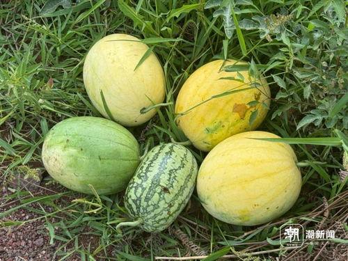 吃的瓜都有多少样的瓜,探寻各式瓜果的丰富世界