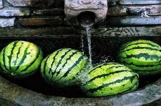 巨野谢苗苗吃瓜,揭秘背后真相与网络热议