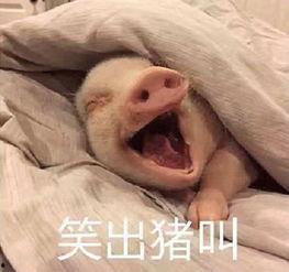 吃瓜群众笑翻了,欢乐瞬间引爆网络