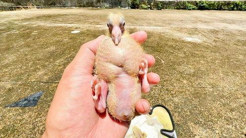 小瓜和鸽子能一起吃吗,探讨两者共食的可能性