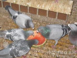 小瓜和鸽子能一起吃吗,探讨两者共食的可能性