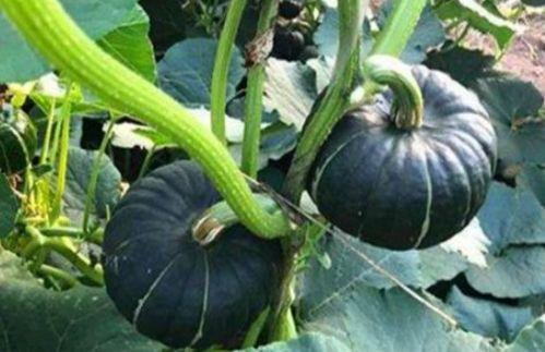 dy小焦吃瓜,揭秘娱乐圈那些不为人知的幕后故事