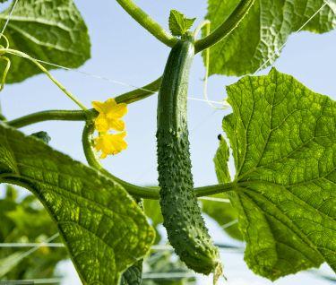 吃瓜人的苦,揭秘幕后真相与情感纠葛