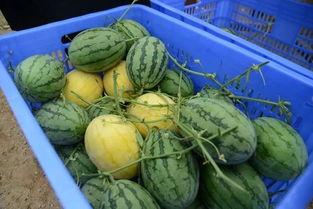 克拉克拉吃瓜群,揭秘娱乐圈幕后故事