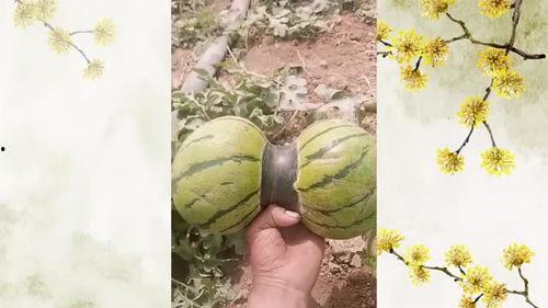 村东头吃瓜,夏日乡村生活的悠闲时光