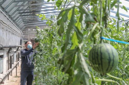 村东头吃瓜,夏日乡村生活的悠闲时光