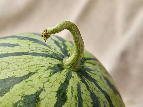 上海金融吃瓜事件,揭秘幕后真相与行业反思