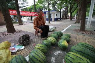 卖瓜老汉在地里吃瓜,卖瓜老汉的地里吃瓜趣事