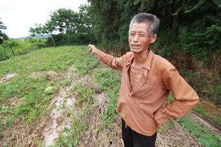 卖瓜老汉在地里吃瓜,卖瓜老汉的地里吃瓜趣事