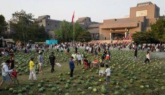 吃瓜群众在瓜田,揭秘吃瓜群众的欢乐盛宴