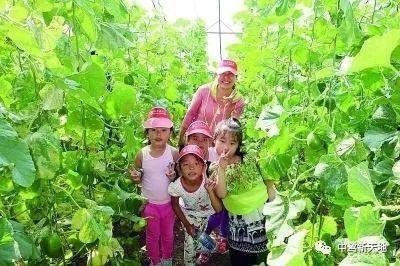 郏县星辰里吃瓜,瓜果飘香，品味乡村田园生活