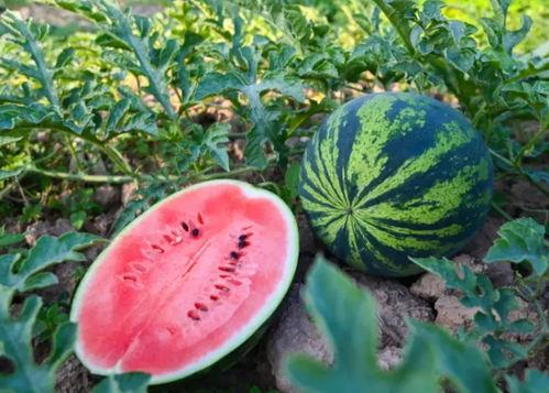 雷诺吃瓜,揭秘娱乐圈幕后真相