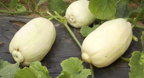 dy小焦吃瓜,揭秘娱乐圈那些不为人知的幕后故事