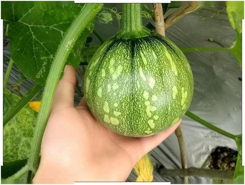 小黄小绿吃瓜,夏日炎炎话瓜趣