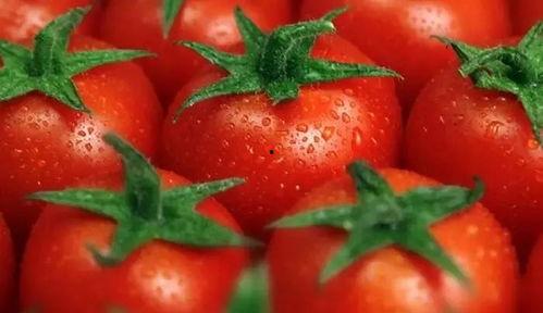 吃瓜系统番茄小说