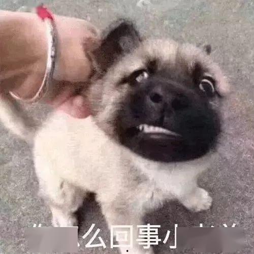 小狗吃瓜有趣表情,小狗吃瓜萌态百出