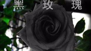 91黑色玫瑰吃瓜,揭秘网络吃瓜背后的真相与争议