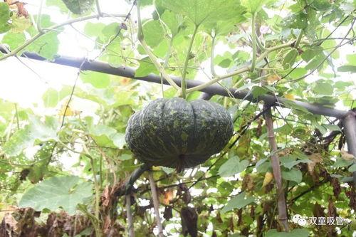 观赏瓜怎么吃,观赏瓜的多样食法探索