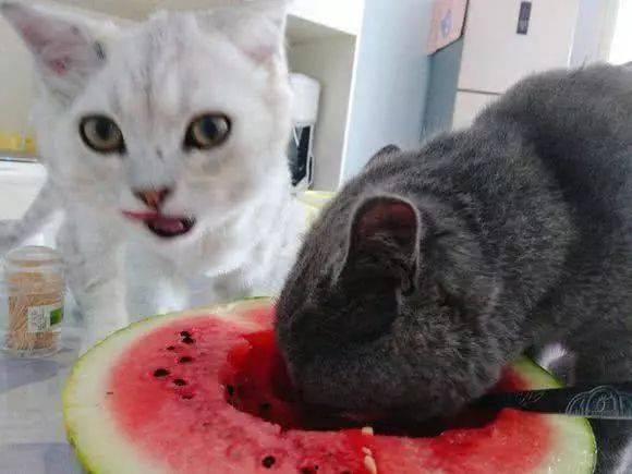 猫 吵架 吃瓜