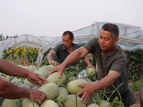 吃瓜周边,揭秘吃瓜周边的火爆现象与魅力所在