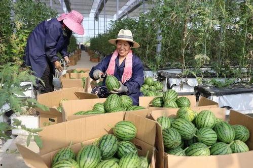 吃瓜周边,揭秘吃瓜周边的火爆现象与魅力所在