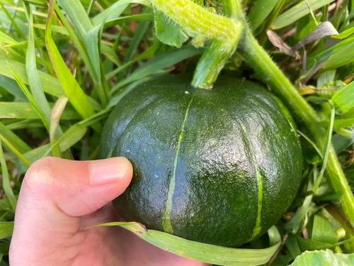 贝贝瓜怎么吃呢