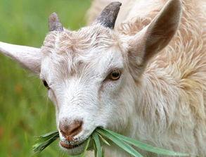 羊吃砍瓜吗,揭秘羊儿对砍瓜的喜爱之谜