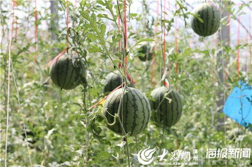 缅北视频吃瓜