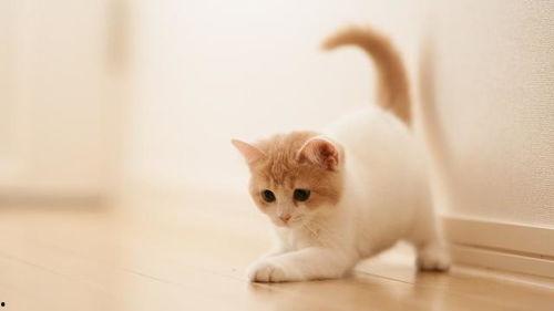 猫吃西瓜哈密瓜,夏日消暑新宠
