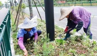 村口大妈吃瓜现场,揭秘乡村生活百态