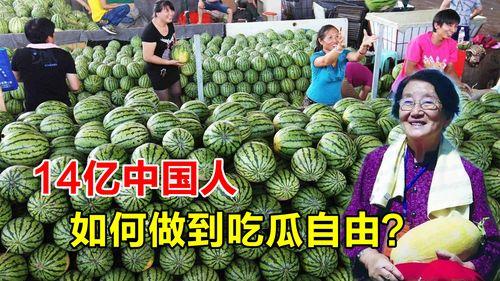 如何实现吃瓜自由,揭秘轻松享受美食的秘诀
