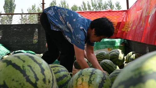 唐县山阳村吃瓜