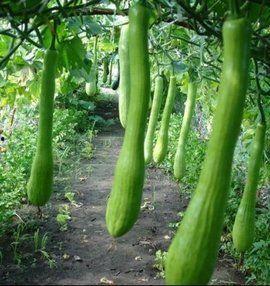 唐县山阳村吃瓜