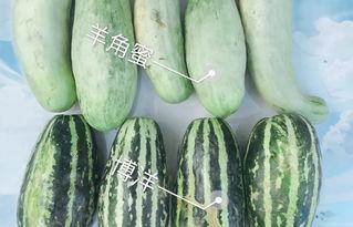 网红瓜吃不吃,吃不吃，这是个问题？
