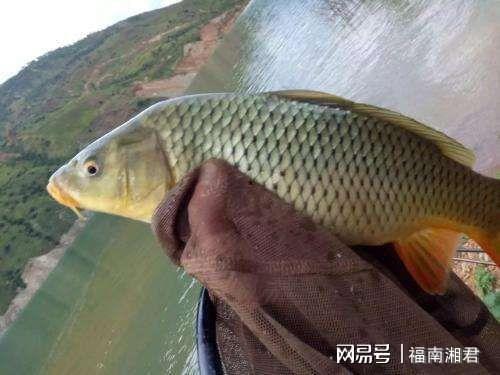 鲤鱼吃瓜民间故事