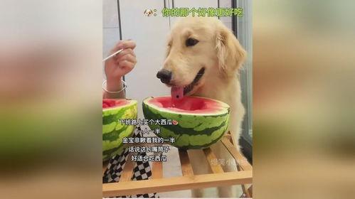热吃瓜狗